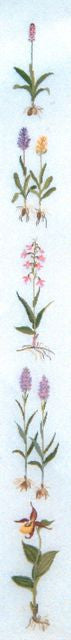 Orchid Bell Pull Orchid Bell Pull