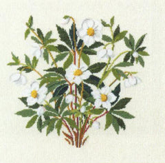 Christmas Rose