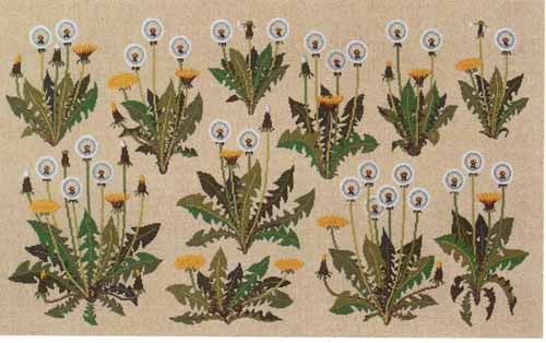 Dandelions Dandelions