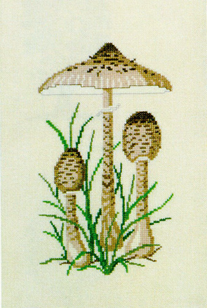Lepiota Mushrooms