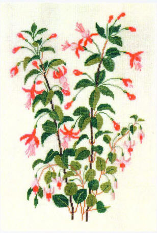 Fuchsia Dannebrog