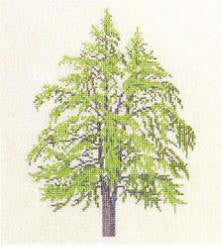 Ginko Tree