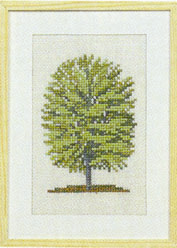 Beech Beech