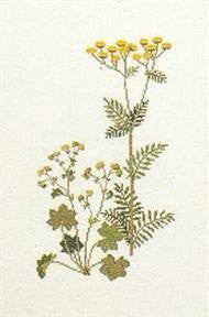 Tansy & Lady's Mantle