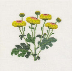 Chrysanthemum