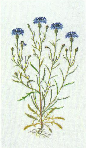 Cornflowers