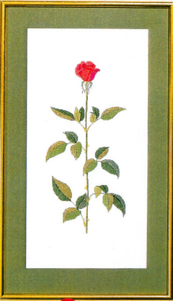 Baccara Rose