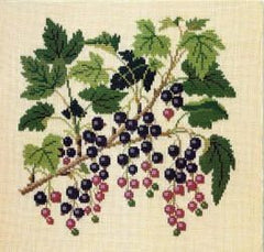 Black Currant