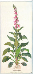 Fox Glove