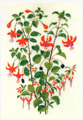 Fuchsia Lord Roberts