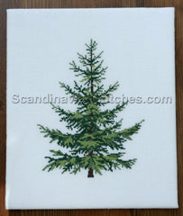 Blue Spruce