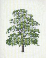 Robinia Pseudacacia