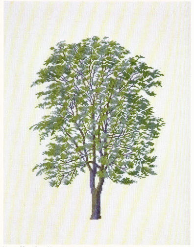 Ailantus Altissima