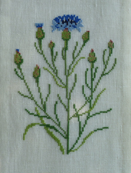 Cornflower